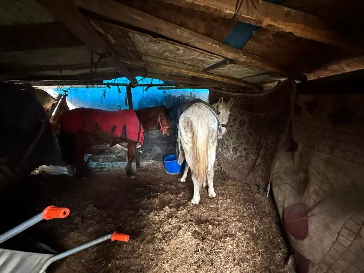 Sakarya\'da At Kesim Operasyonu