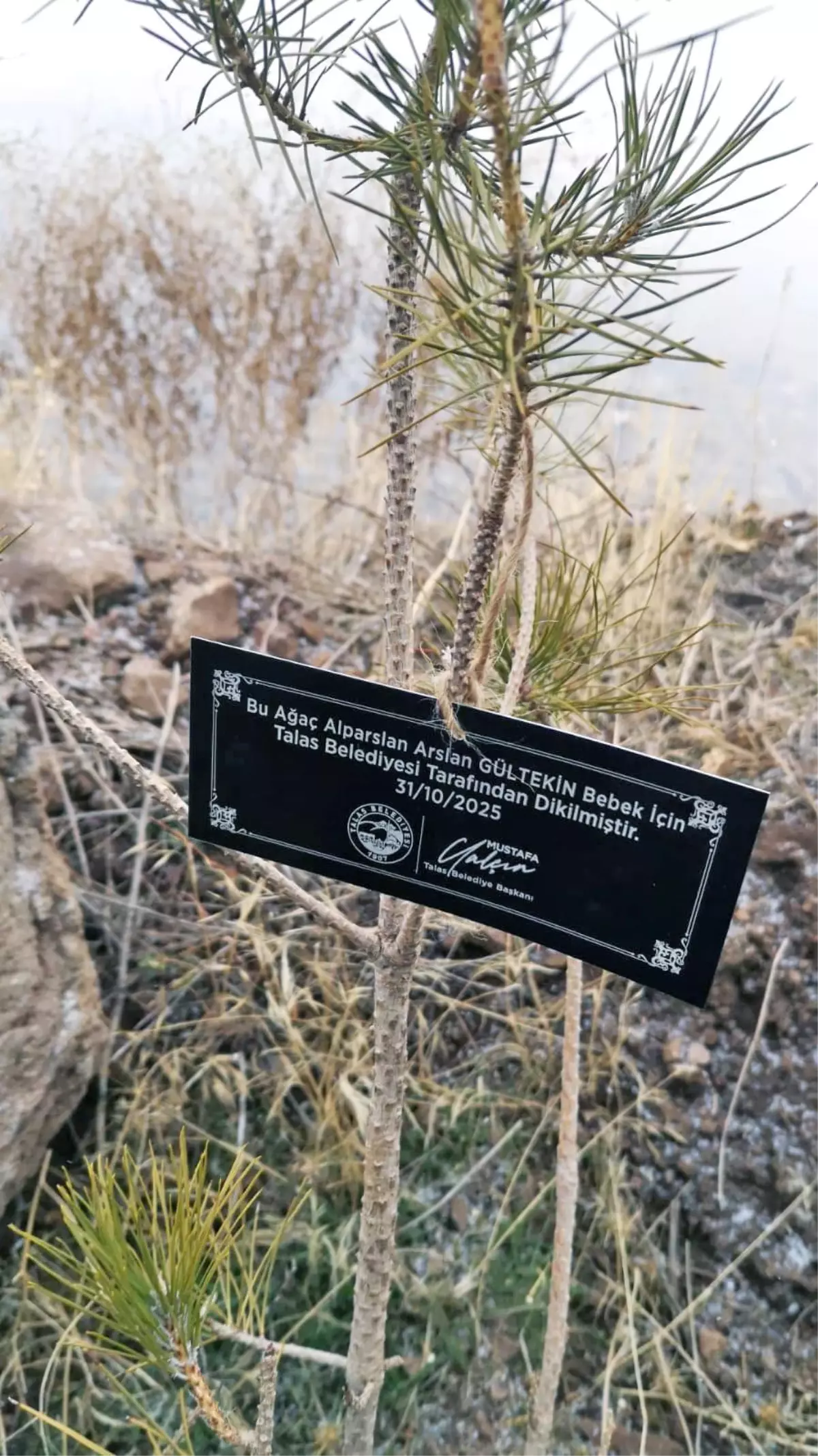 Talas Belediyesi\'nden geleceğe nefes: Her bebek için bir fidan