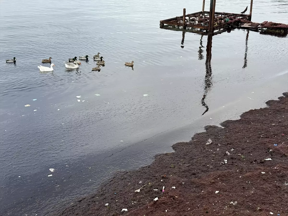 Tekirdağ\'da Kırmızı Yosun Yığıntısı