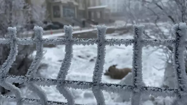 Kent buz kesti, dışarı çıkanların kaş ve kirpikleri donuyor Kent buz kesti, dışarı çıkanların kaş ve kirpikleri donuyor