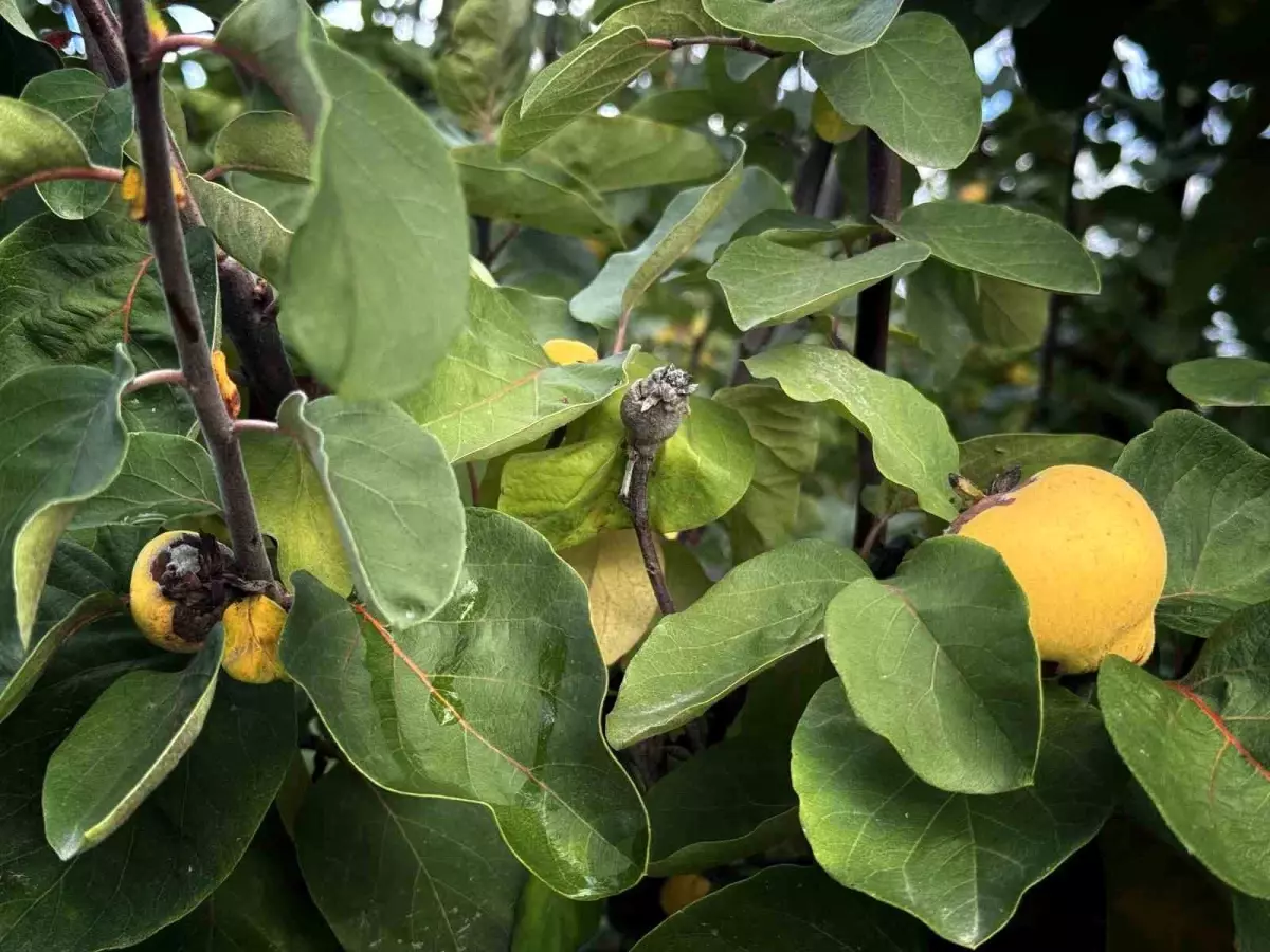 Aydın\'da Üreticilere 54 Milyon TL Destek