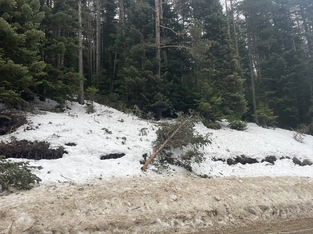 Bolu\'da Dev Çam Ağaçları Devrildi