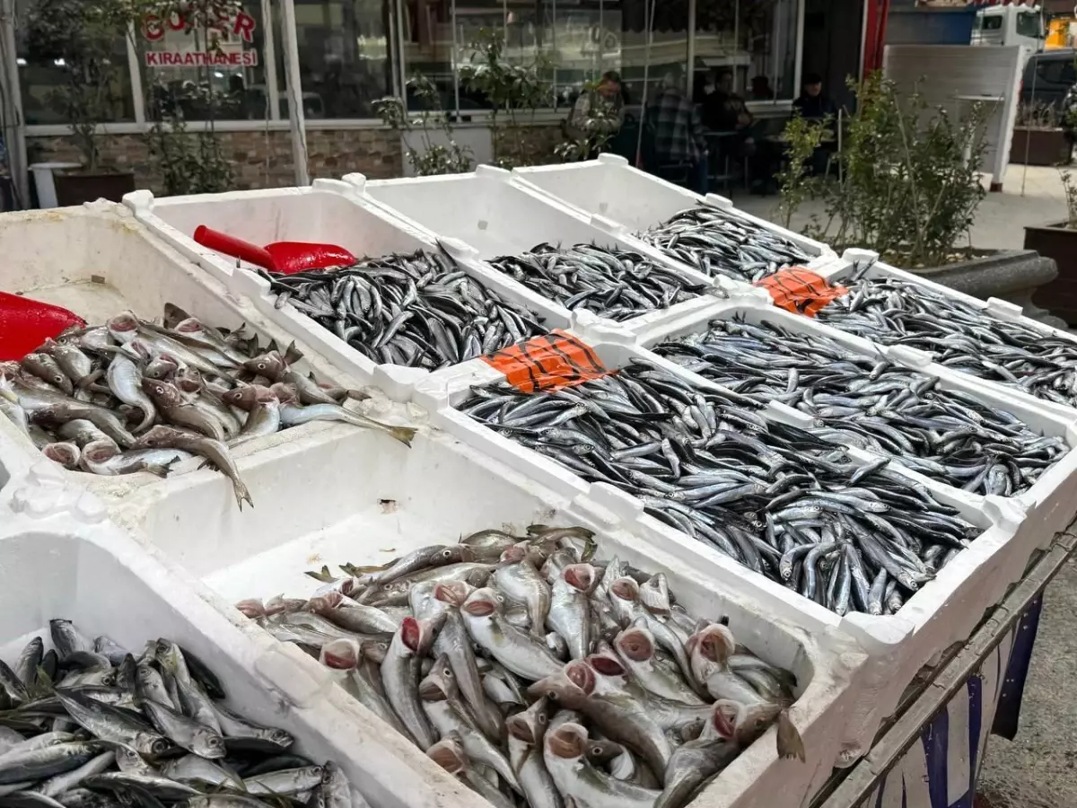 Zonguldak\'ta Balık Fiyatları ve Palamut Krisisi