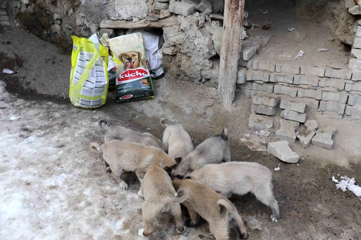 Sokak Köpeği 10 Yavru Doğurdu