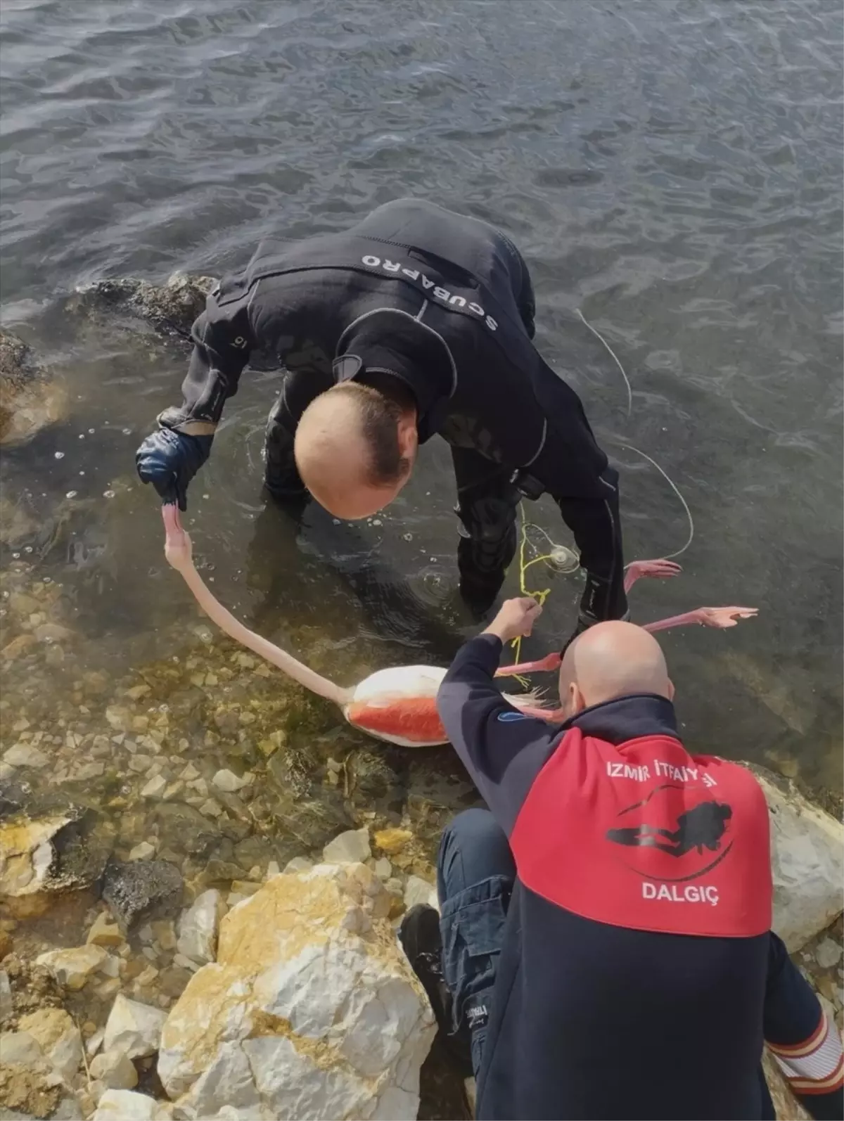 İzmir\'de Flamingo İp Dolandı, Kurtarıldı