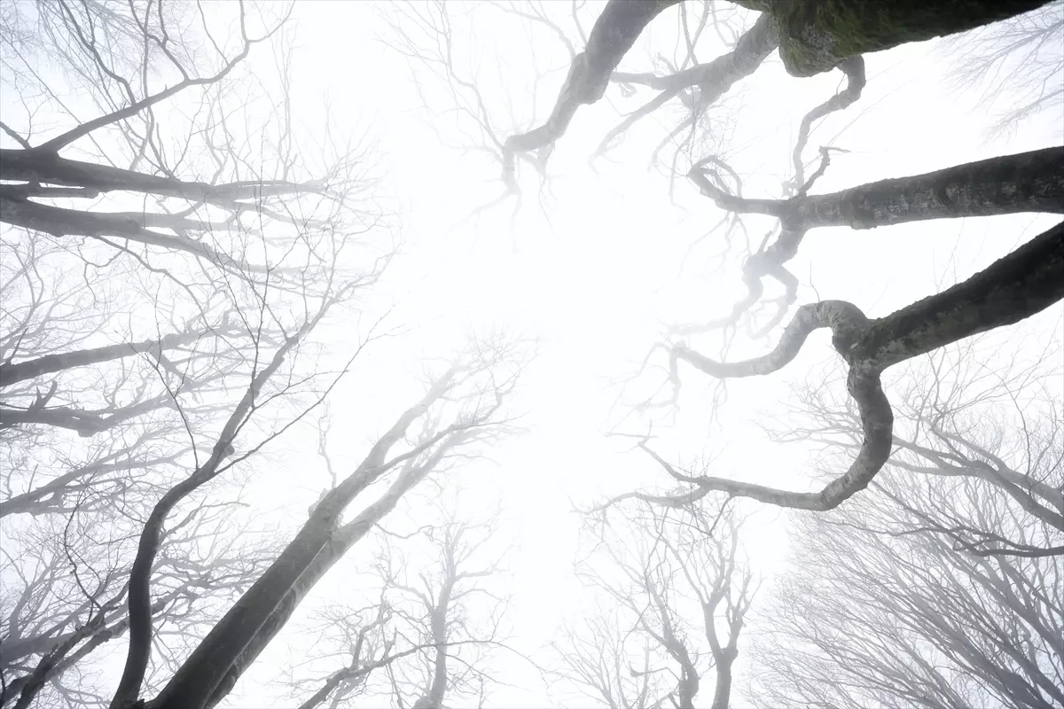 Kırklareli\'nde Sis Hayatı Olumsuz Etkiliyor