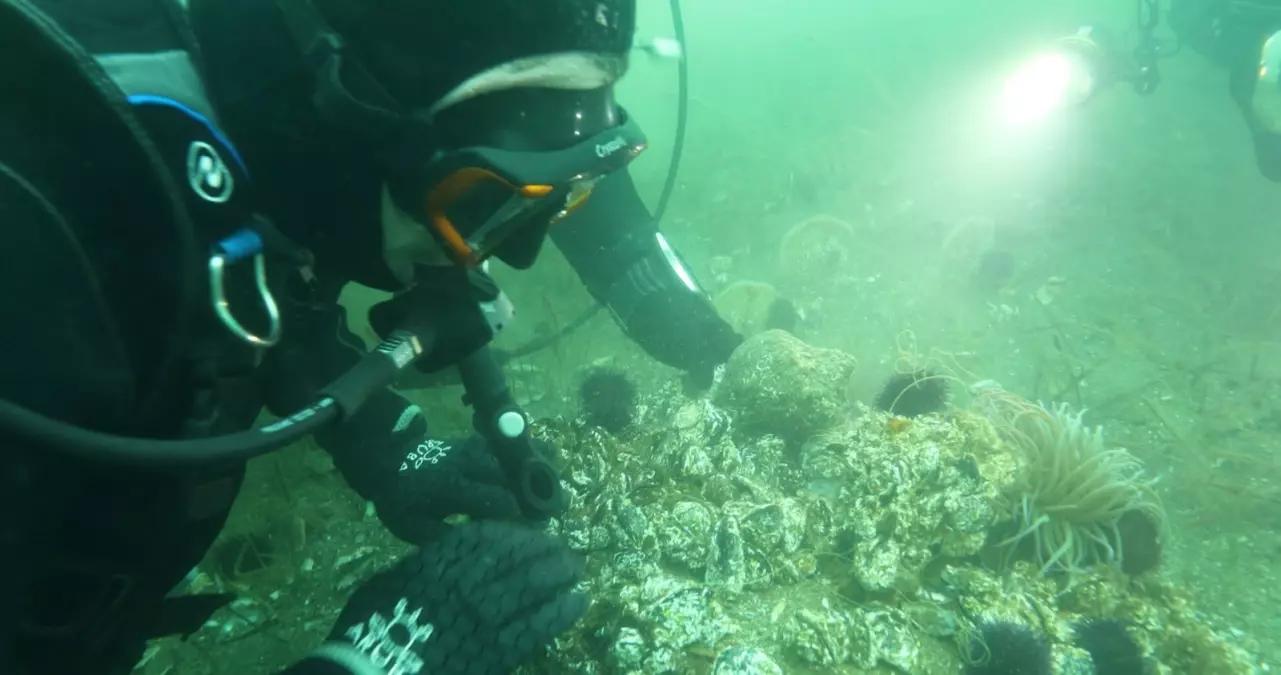 Marmara Denizi\'nde Dipten Diriliş