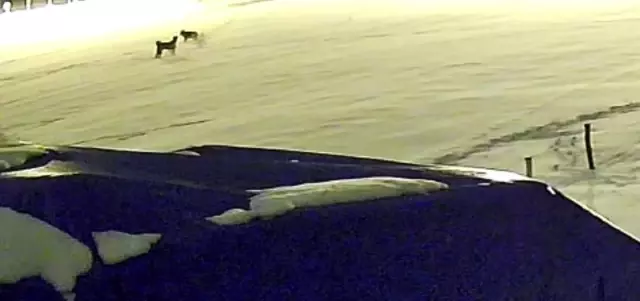 Kurtlarla dövüşen köpekten geriye postu kaldı