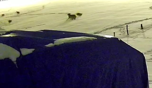 Kurtlarla dövüşen köpekten geriye postu kaldı