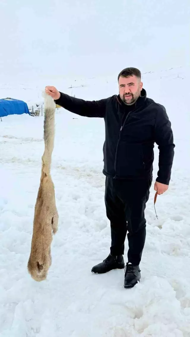 Kurtlarla dövüşen köpekten geriye postu kaldı