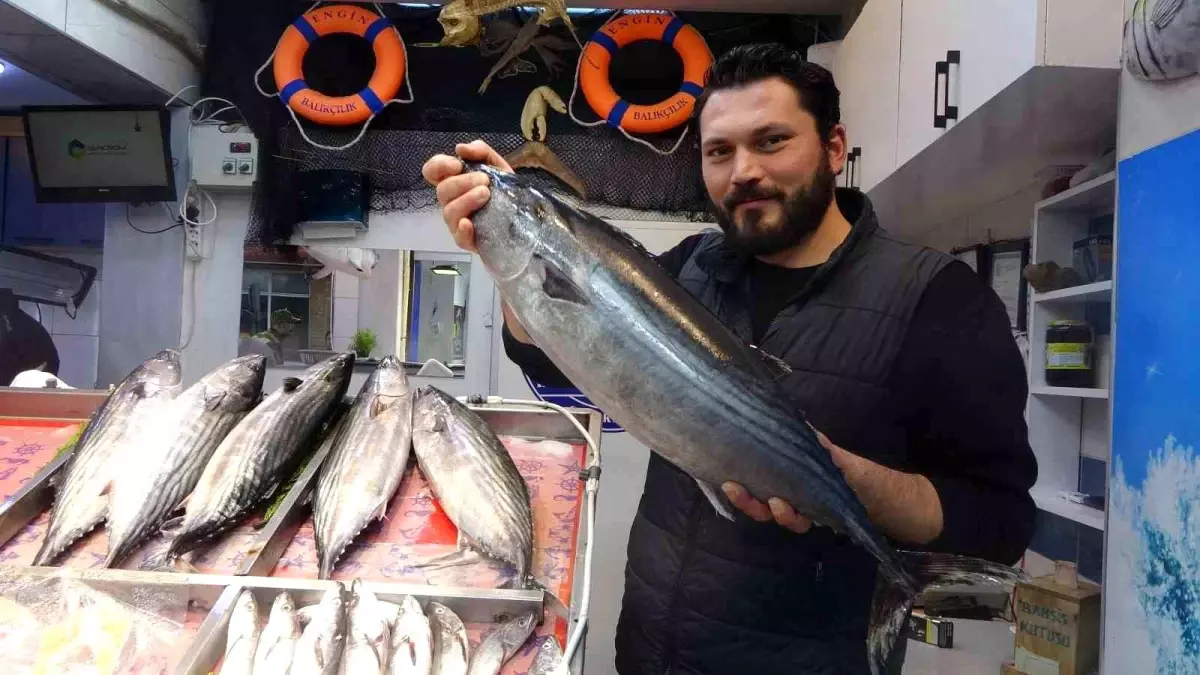 Çanakkale\'de Torik Balığı Sevinci