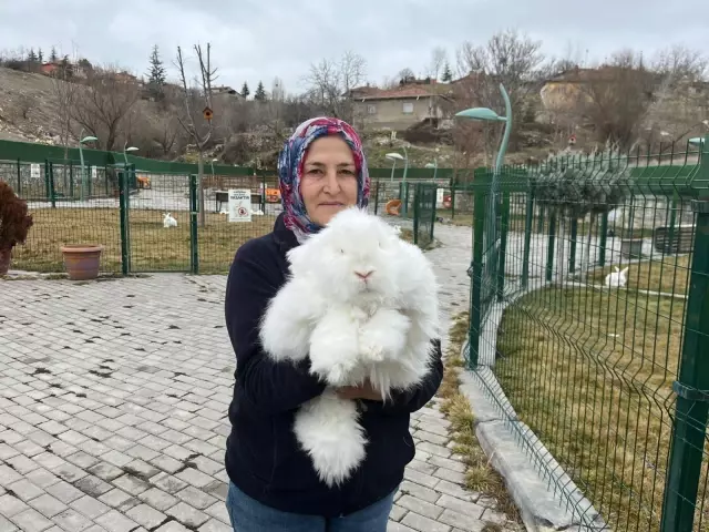 3 asır önce nesli tükenmişti! Yeniden anavatanından yetiştiriliyorlar