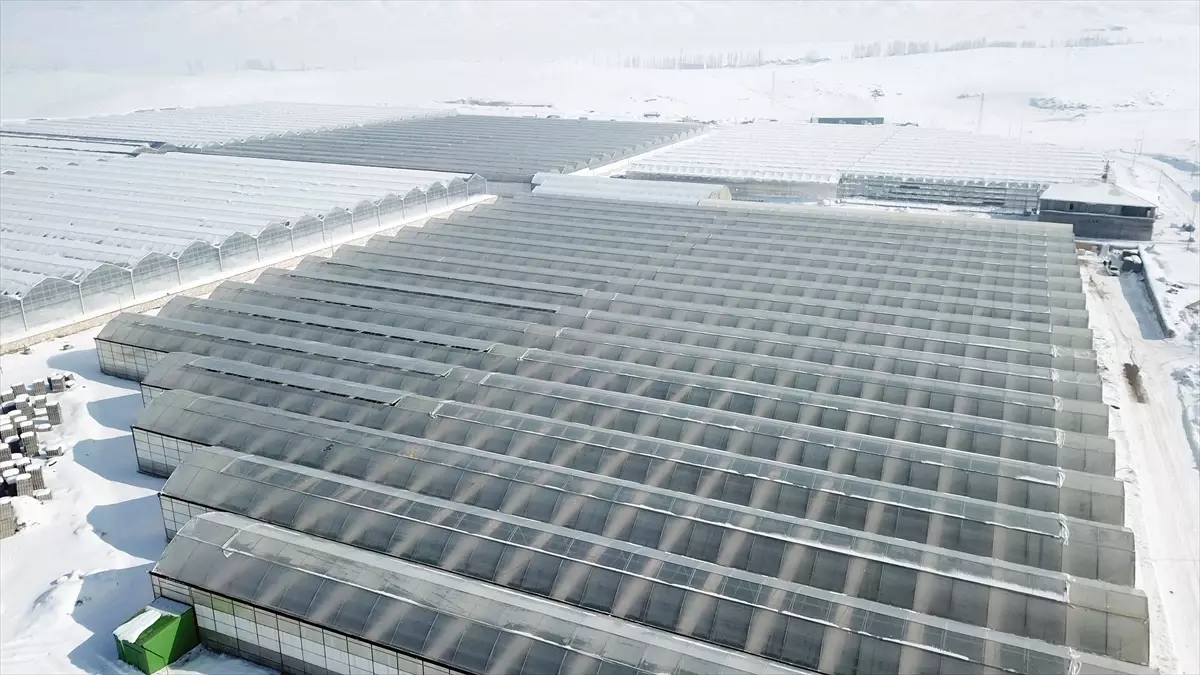 Diyadin\'de Jeotermal İle Domates Üretimi