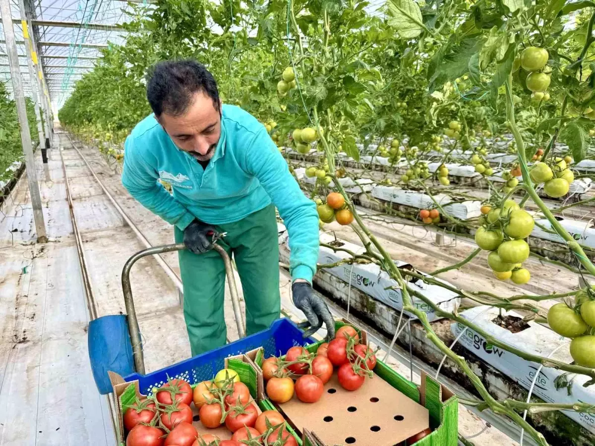 Diyadin\'de Jeotermal Domates Üretimi