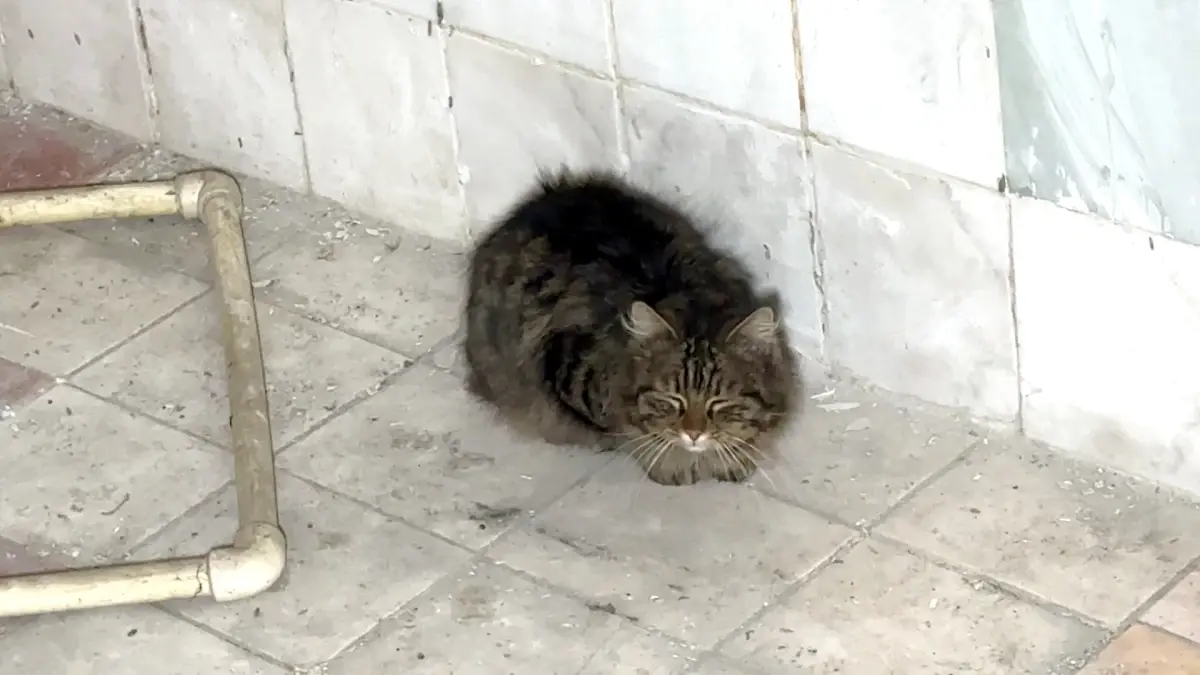 Avcılar\'da İki Kedi Kurtarıldı