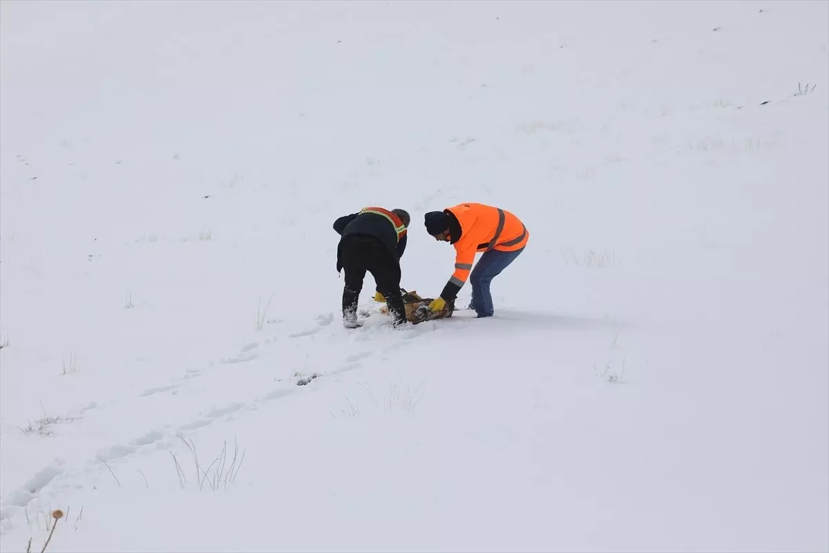 Başkale\'de Yaban Hayvanlarına Yem Bırakıldı