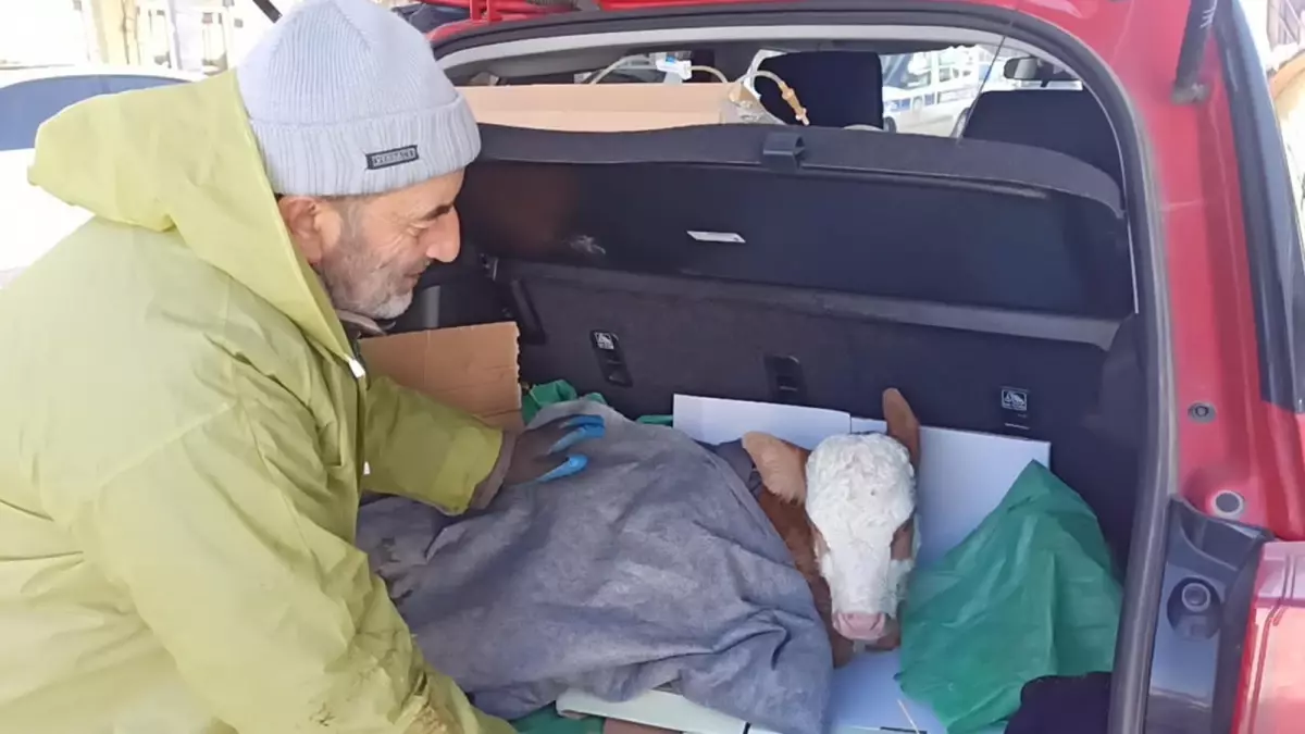 Otomobil Bagajında Serum Tedavisi