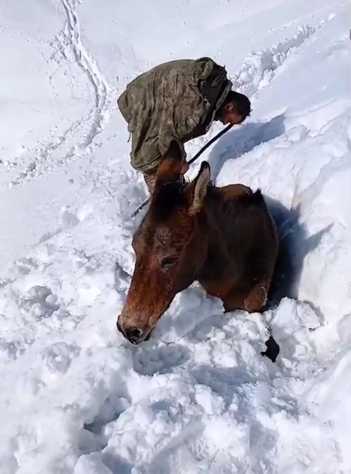 Sason\'da Mahsur Kalan Katırlar Kurtarıldı