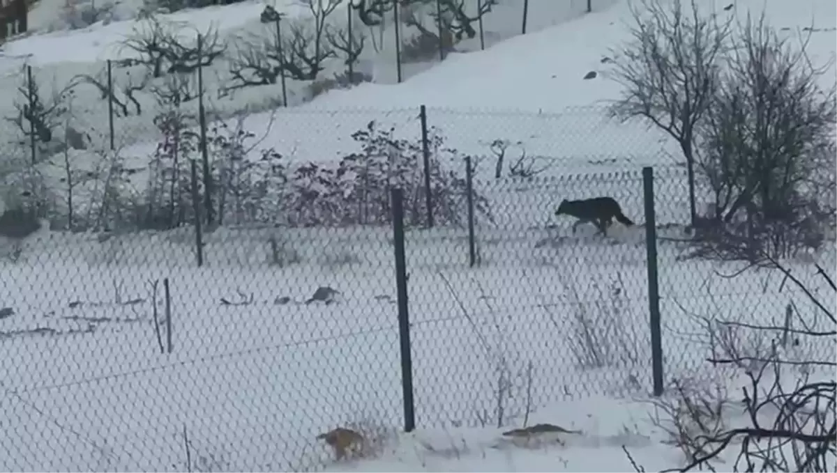 Gercüş\'te 2 Kurt Yerleşim Alanına İndi