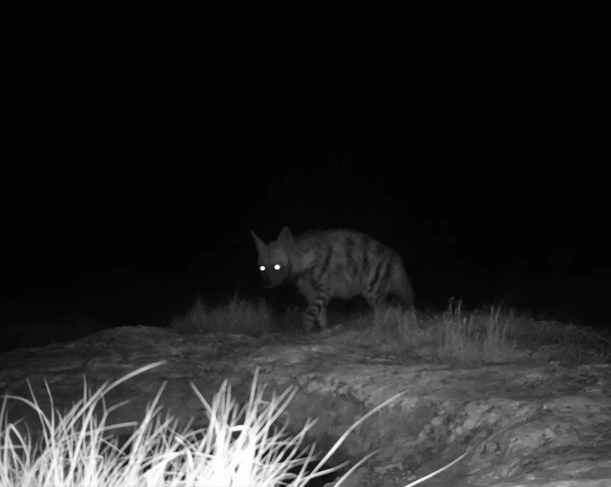 Kırıkhan\'da Nesli Tükenme Tehlikesi Altında Canlılar Kaydedildi