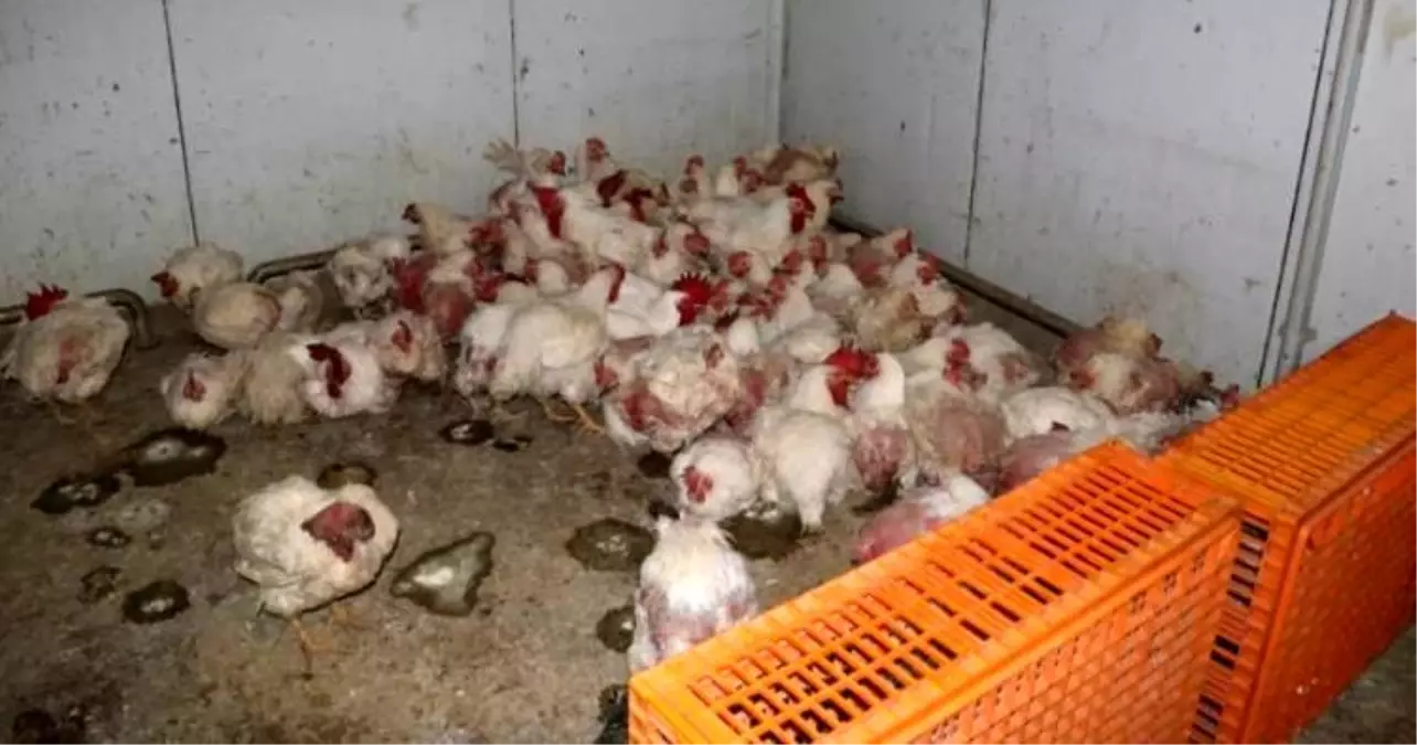 Taraklı\'da Tavuk Çiftliği Denetlendi