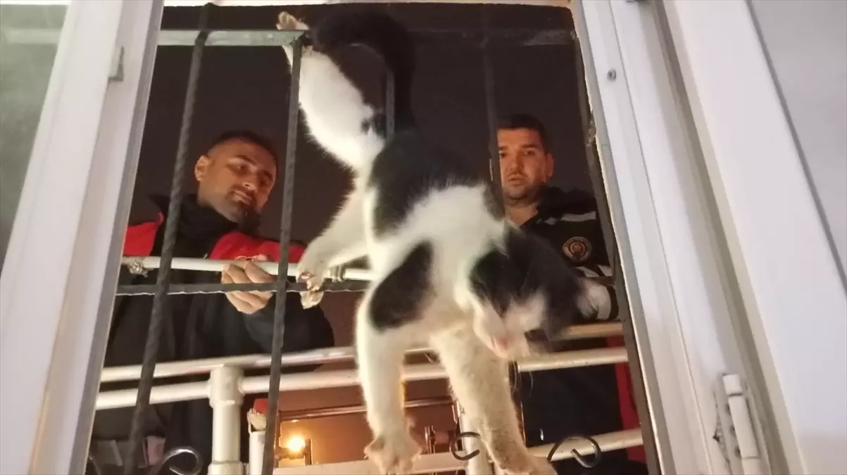 Cizre\'de Kedi Kurtarma Operasyonu