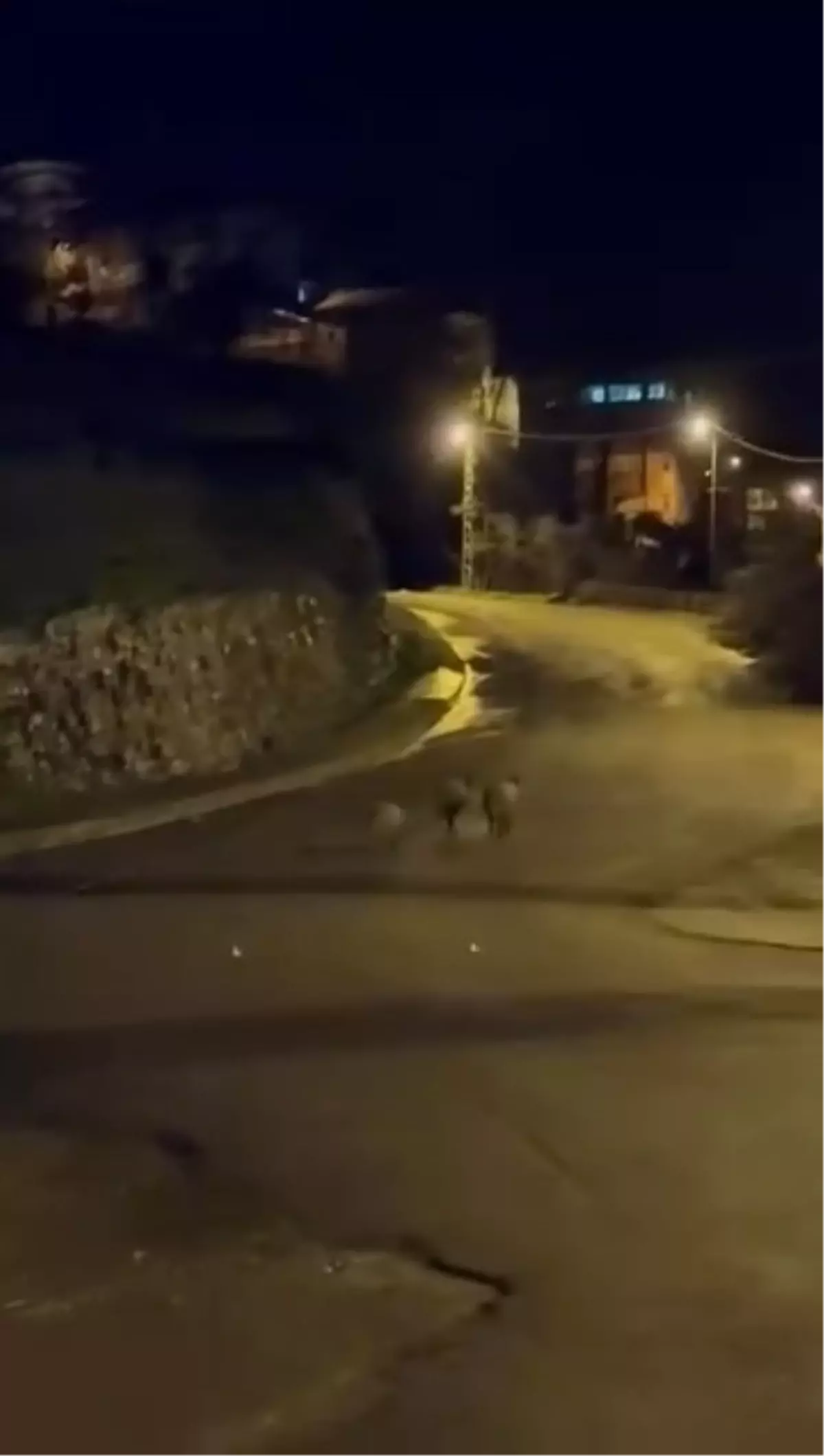 Ereğli\'de Yaban Domuzları Şehir Merkezine İndi