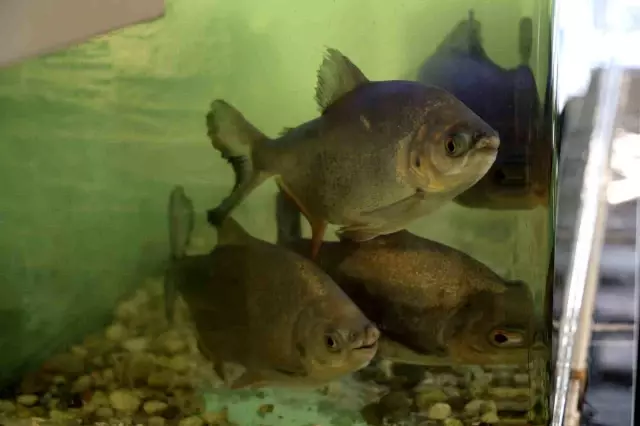 8 adet pirana balığı 12 yıldır kelle paçayla besleniyor 8 adet pirana balığı 12 yıldır kelle paçayla besleniyor