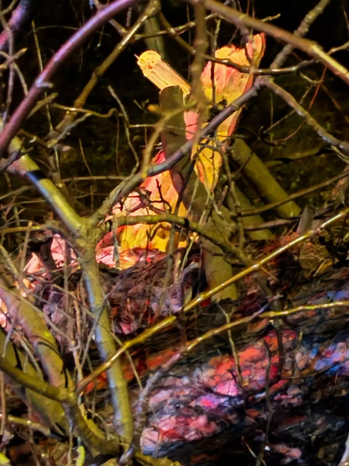 Ağacın Dalları Araca Saplandı