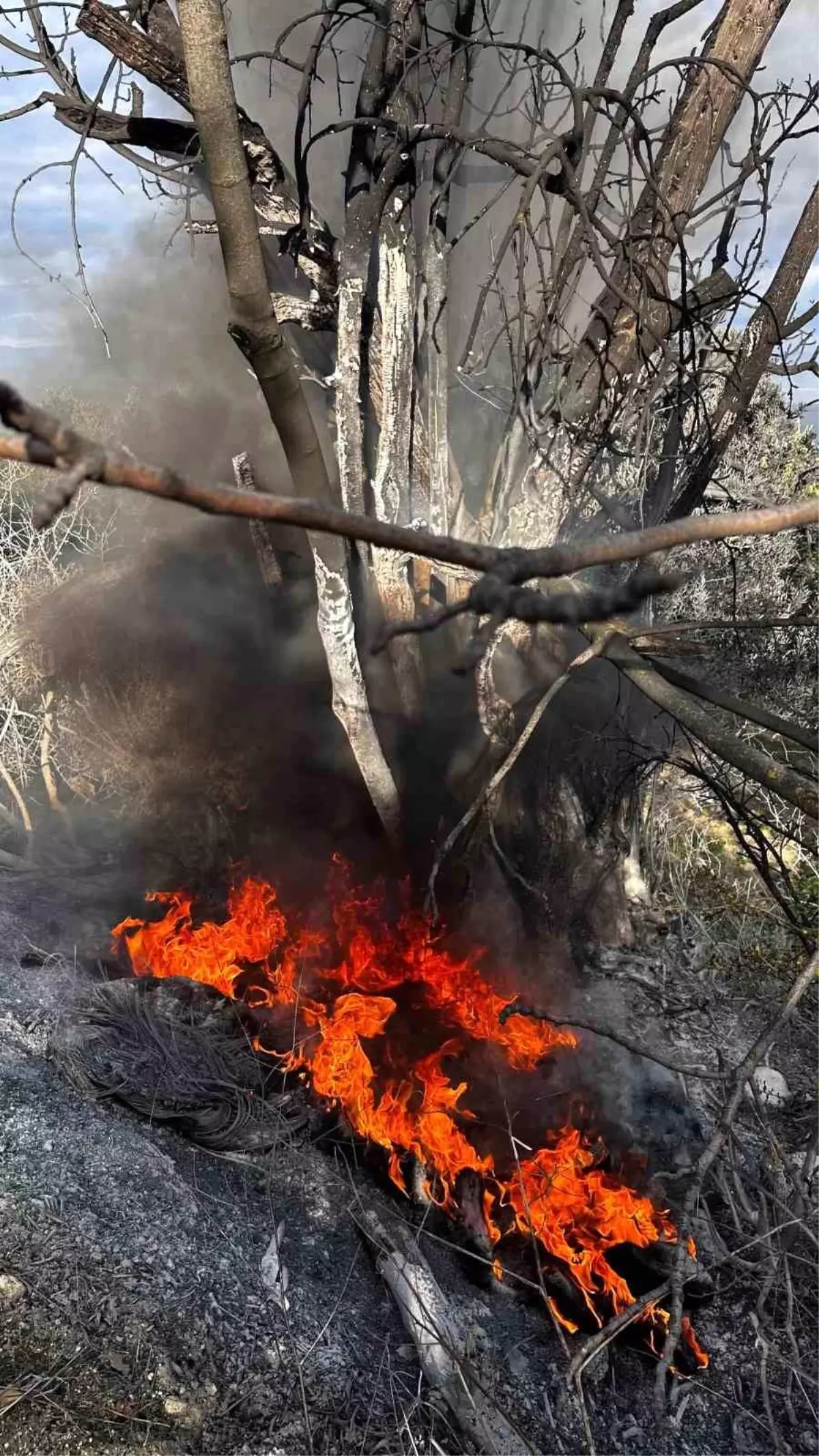 Mudanya\'da Çalı Yangını Kontrol Altına Alındı