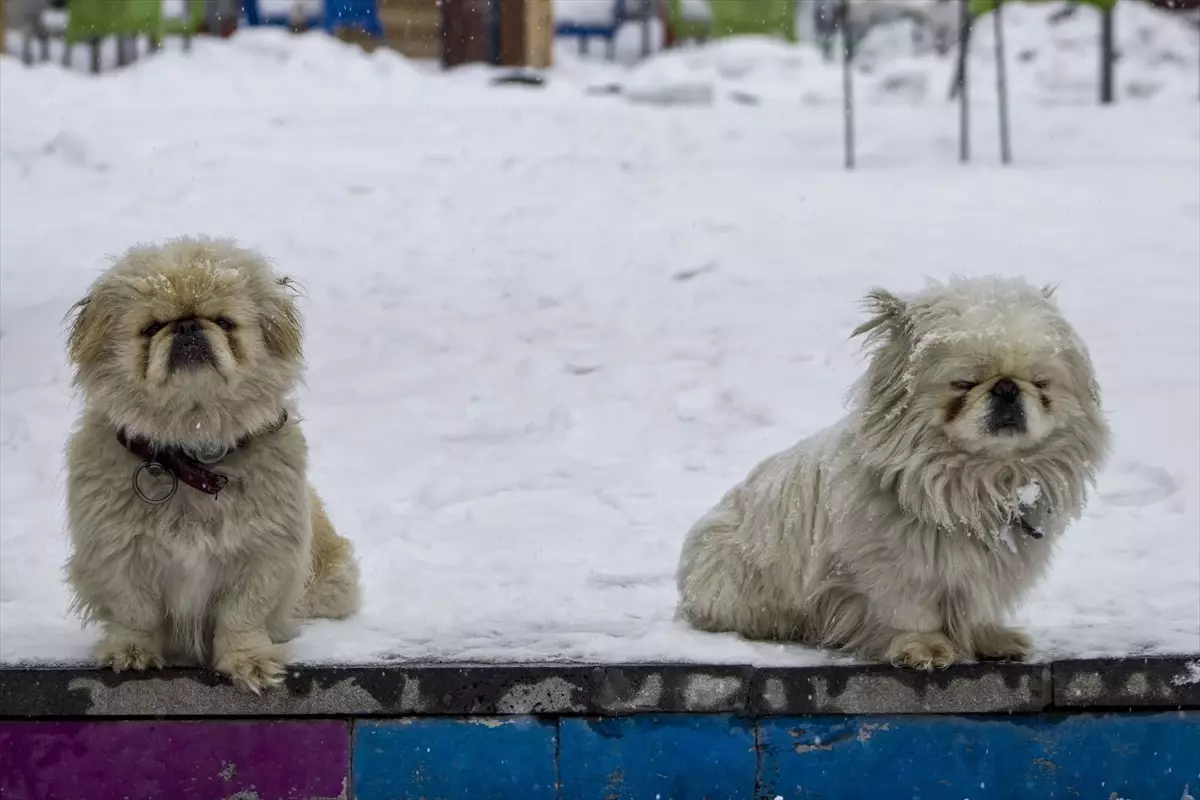 Erzurum ve Kars\'ta Kar Yeniden Etkili