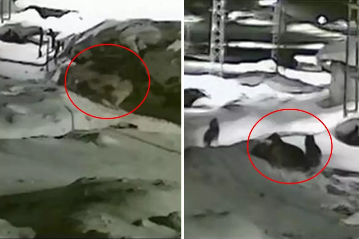 Görüntü Türkiye\'nin bir ucundan: Sahibi köpeğin yakarışlarını duymayınca acı son kaçınılmaz oldu