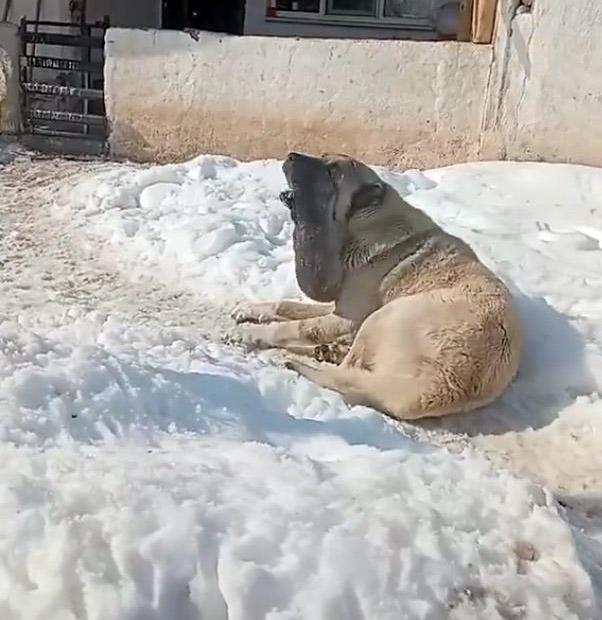 Görüntüye tepki yağıyor: Kurtla boğuşan kangalın son haline bakın