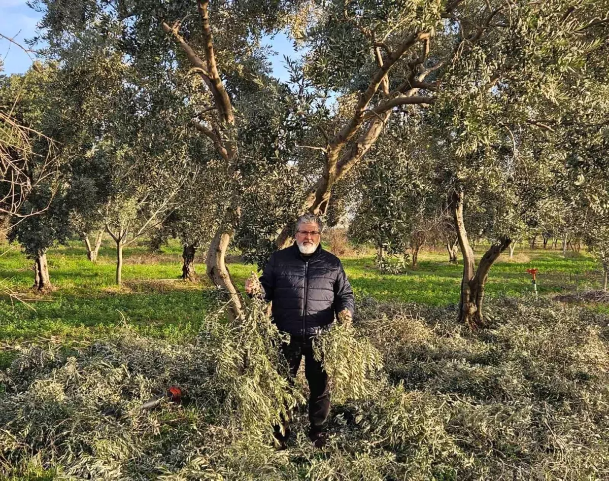 Zeytin Yaprakları Tarımda Yüksek Potansiyel