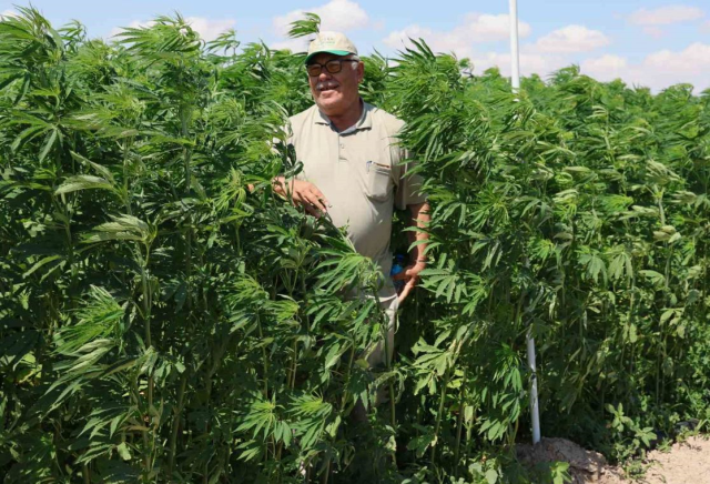 Karar Resmi Gazete'de: 21 ilde kenevir üretimine onay çıktı