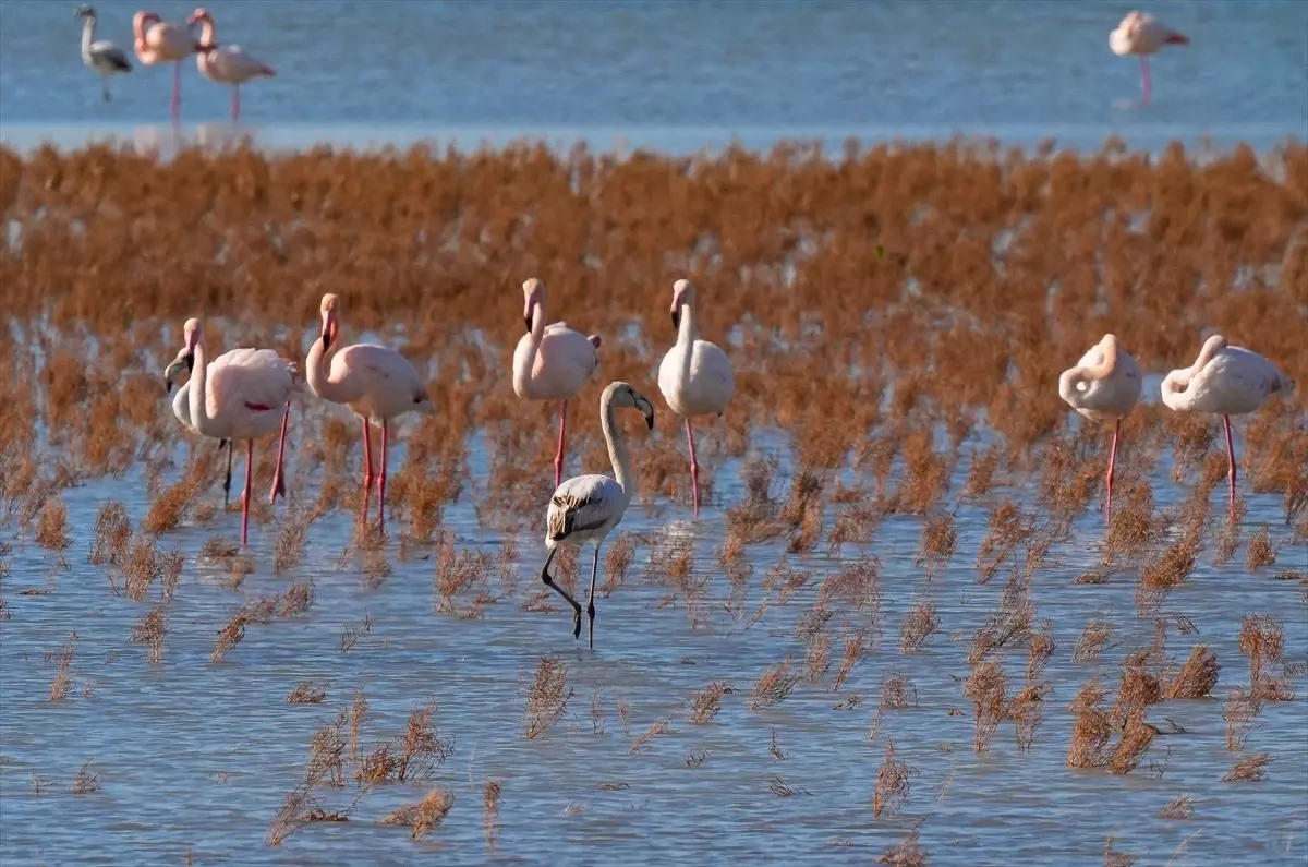 Gediz Deltası Tehdit Altında
