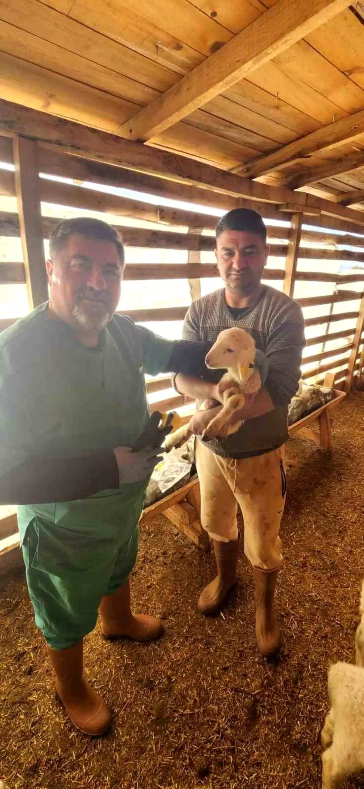 Söke\'de Koyunların Aşısı Yapıldı