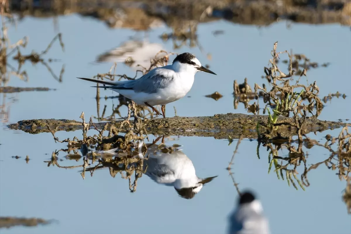 Türkiye\'de 287 bin 254 Su Kuşu Tespit Edildi