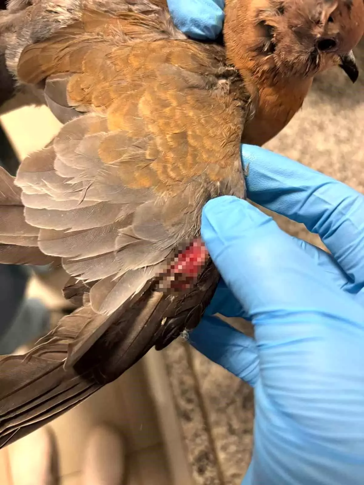 Büyükşehir ekipleri tüm canlılar için aynı özveriyle çalışıyor