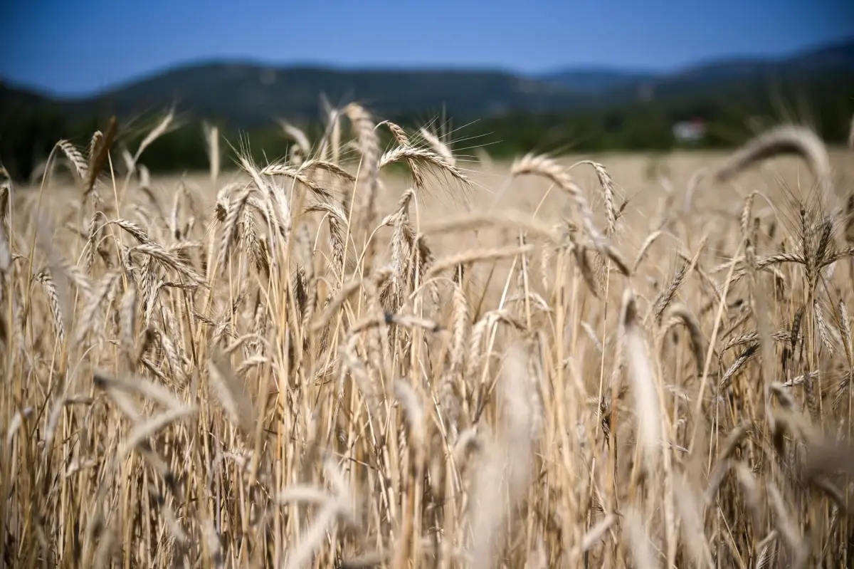 Torbalı\'da Yağışlar Üreticilere Can Su Oluyor