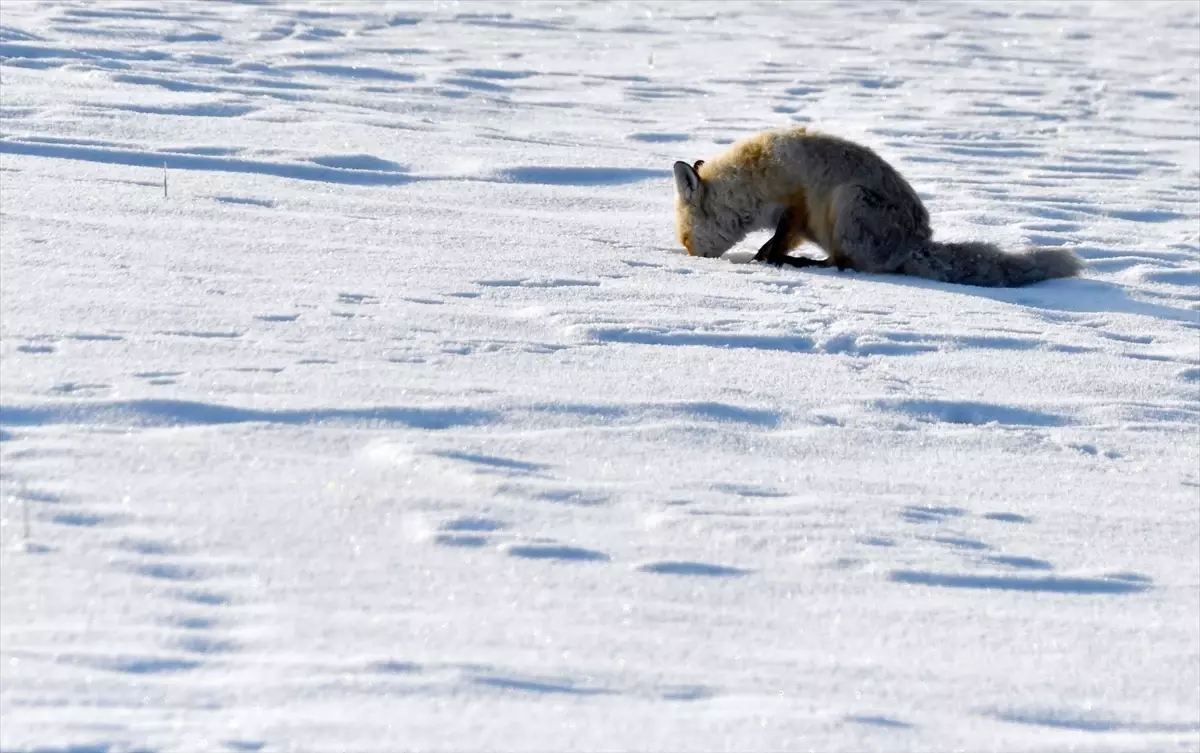 Kars\'ta Yaban Hayvanları Yiyecek Arıyor