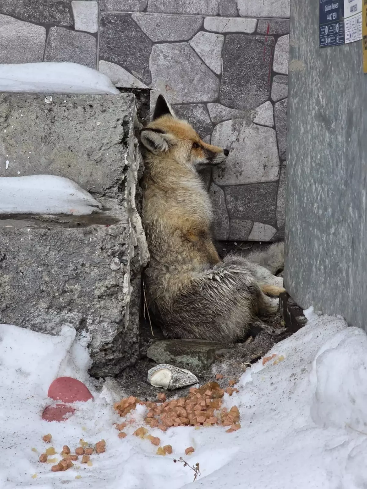 Başkan Demir, Yaralı Tilkiye Sahip Çıktı