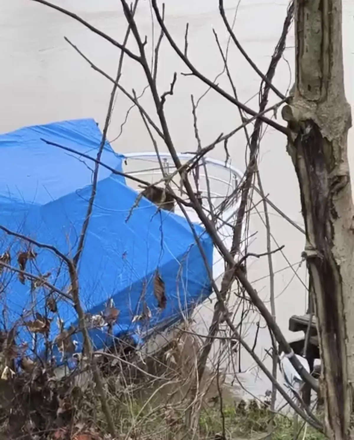 Bartın Irmağı\'nda Su Samuru Görüntülendi