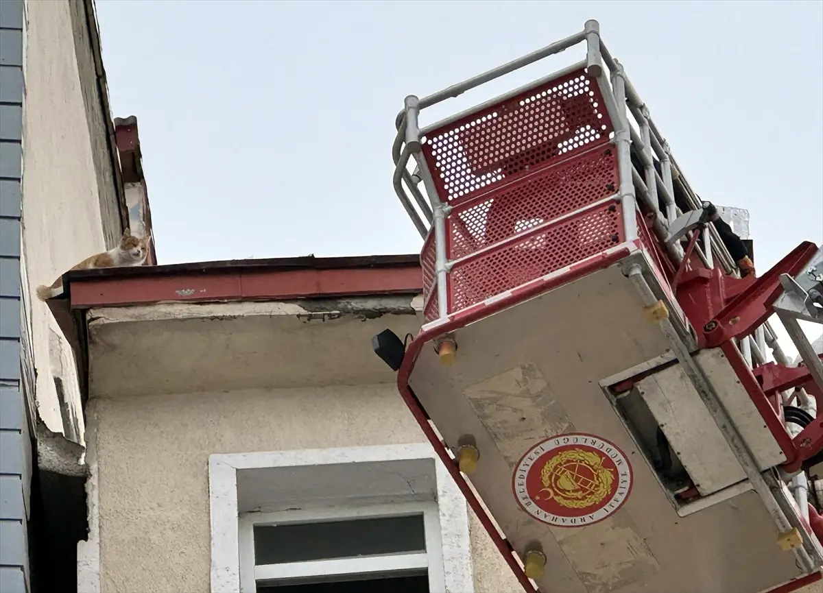 Ardahan\'da Mahsur Kedi Kurtarıldı