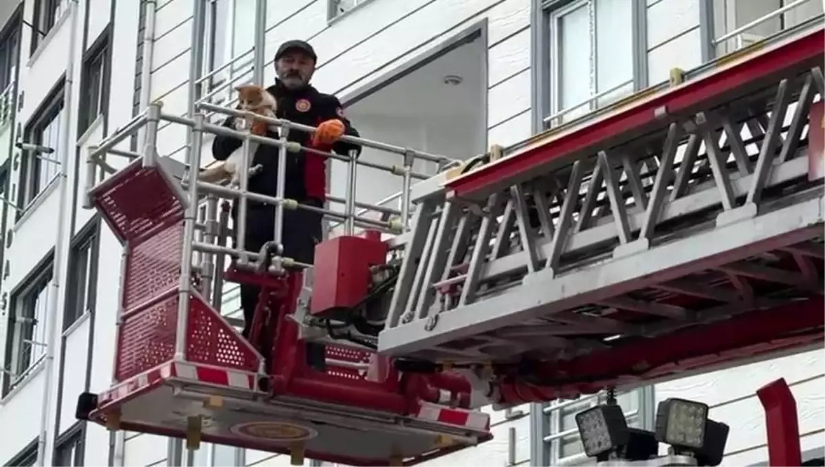 Çatıda mahsur kalan kedi kurtarıldı