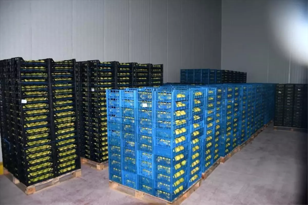 Kestel\'e 400 milyon liralık dev meyve tesisi kuruluyor