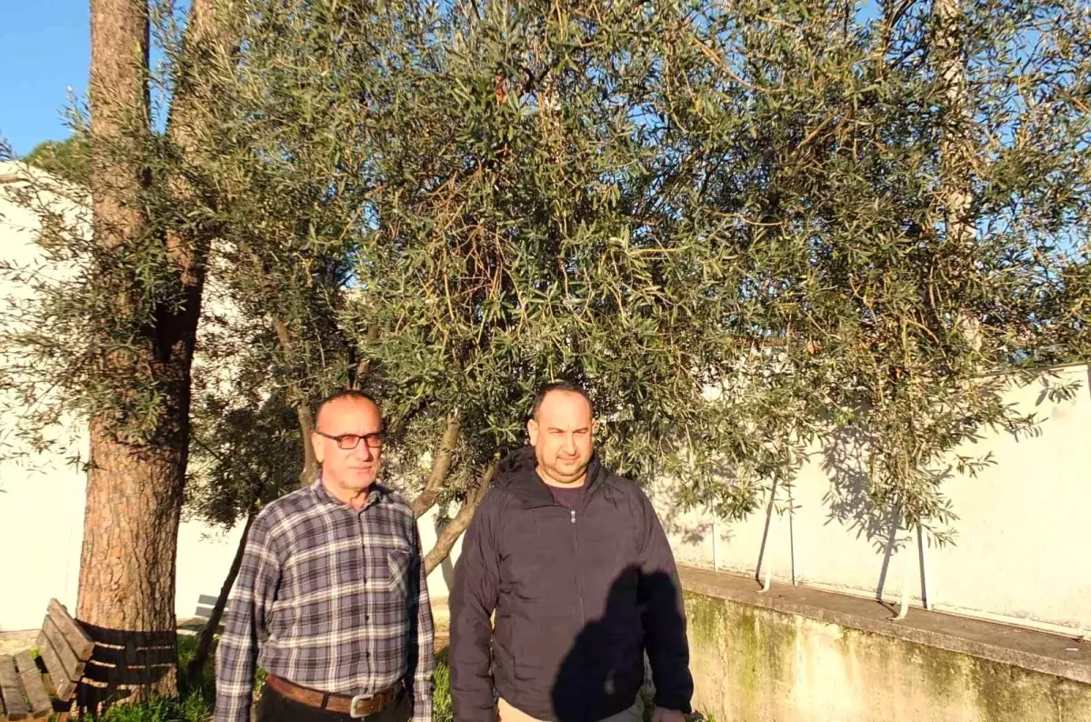 Burhaniye\'de Yağmur Zeytin Üreticisini Sevindirdi