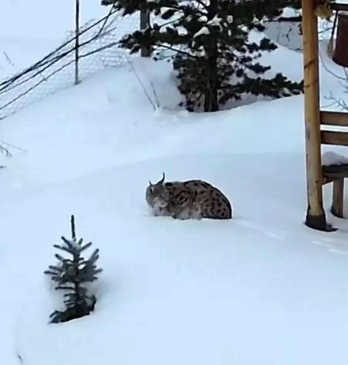 Gümüşhane\'de Vaşak Görüntülendi