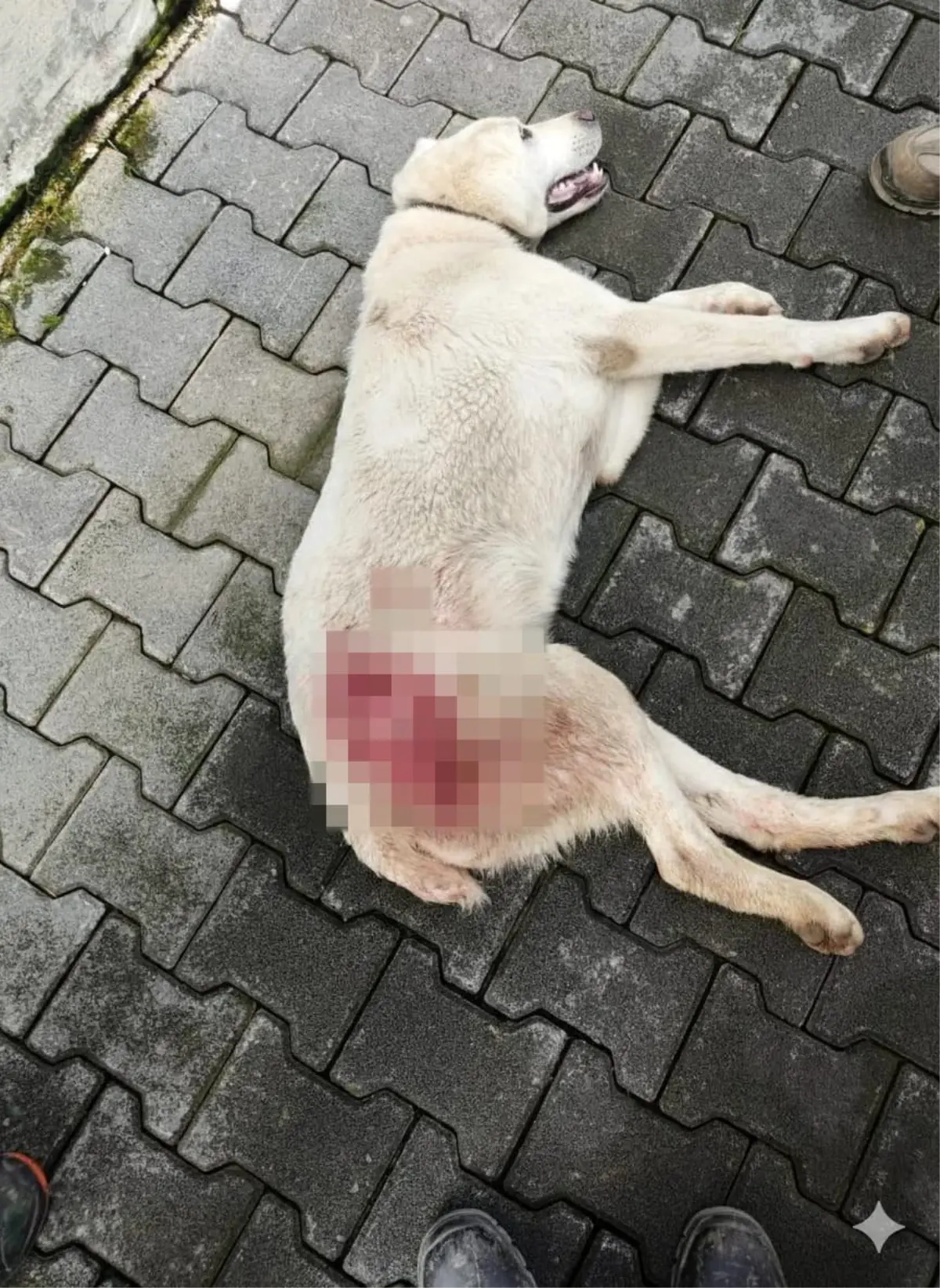 Tavuk kovaladı diye tüfekle vurulan köpek öldü