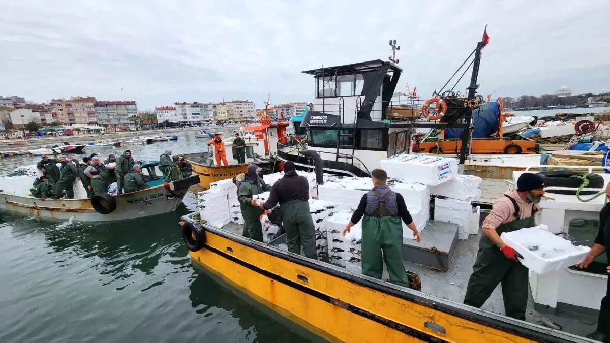 Tekirdağ\'da Torik Bolluğu
